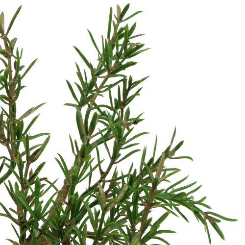 Floristik24 Rosmarin gren 36cm 3st