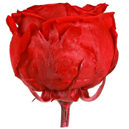 Floristik24 Röda rosor Infinity Roses Äkta roshuvuden Röda Ø6cm 6 st