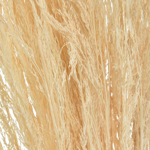Floristik24 Böjt gräs Agrostis Capillaris Torrt gräs blekt 65cm 80g