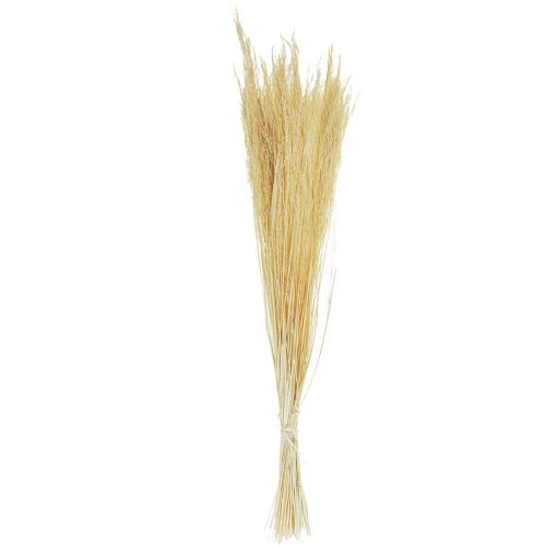 Floristik24 Böjt gräs Agrostis Capillaris Torrt gräs blekt 65cm 80g