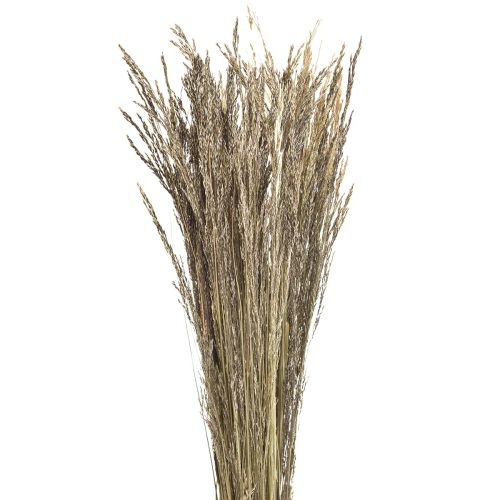 Floristik24 Böjt gräs Agrostis Capillaris Torrt gräs Natur 60cm 80g