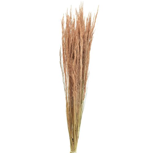 Floristik24 Röd Böjt Gräs Agrostis Torrt Gräs Röd Brun 65cm 80g