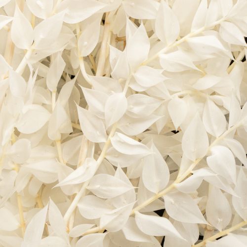 Artikel Ruscusgrenar dekorativa grenar torkade blommor blekta 10 st