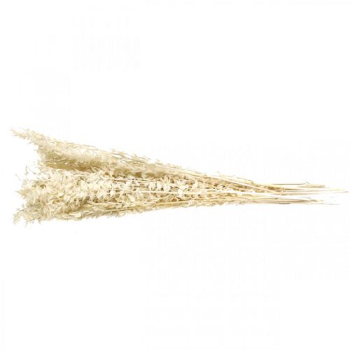 Floristik24 Ruscus kvistar deco kvistar torkade blommor kräm 200g