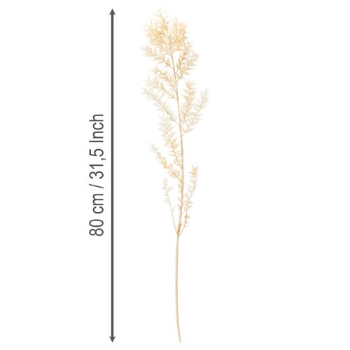 Torkad Ruscus dekorativ gren, blekt Ruscus, 200 g | Floristik24.se