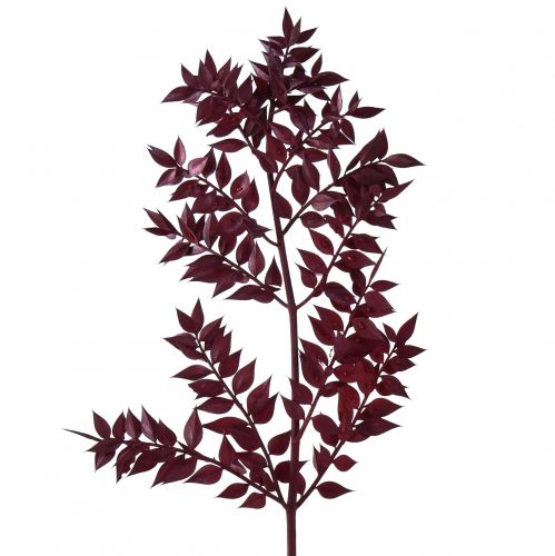 Artikel Ruscus Röda dekorativa grenar torkade mörkröda 75-95cm 1kg
