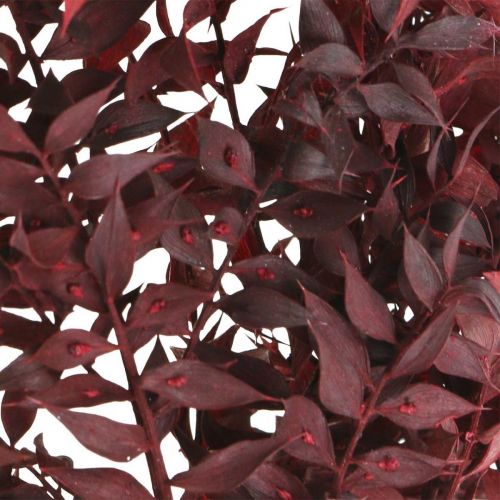 Floristik24 Torkad Ruscus, torr blommor, taggmyrtenröd L58cm 30g