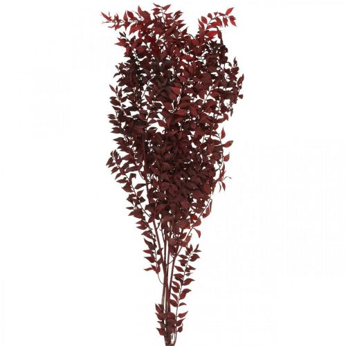 Torkad Ruscus, torr blommor, taggmyrtenröd L58cm 30g