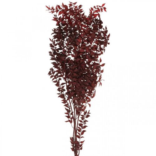 Floristik24 Torkad Ruscus, torr blommor, taggmyrtenröd L58cm 30g