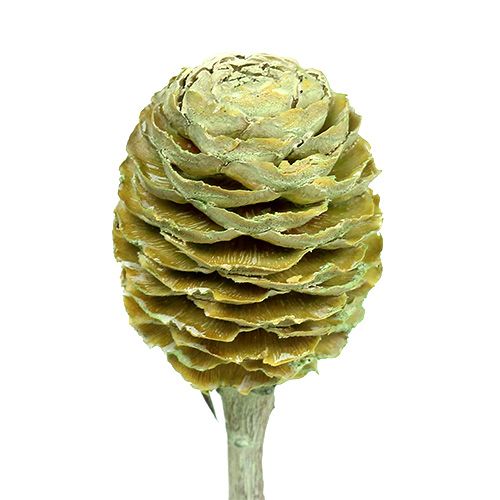 Artikel Sabulosum gren 4-6 Grön frostad 25 st