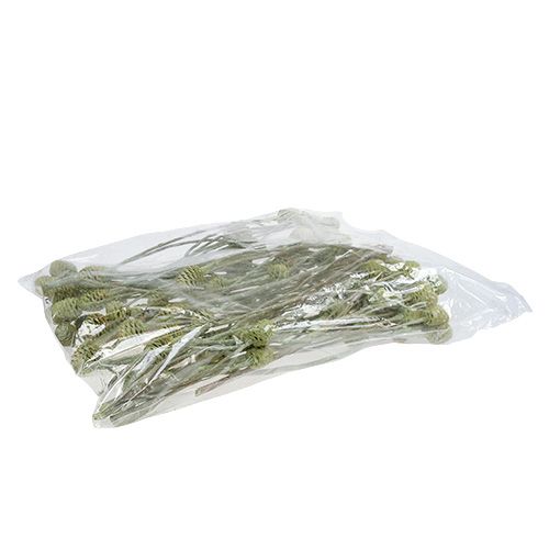 Artikel Sabulosum gren 4-6 grön frostad 25 st