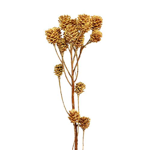 Artikel Salignum gren ljusa leucadendron blommor på grenen 25 st