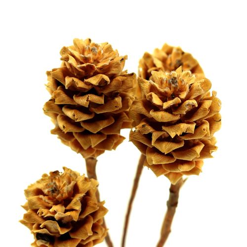 Artikel Salignum light 4-6 blommor på Leucadendron-grenen 100 st