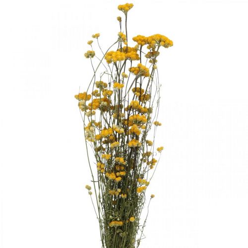 Floristik24 Gäng currybuske, gul torkad blomma, gyllene sol, italiensk helichrysum L58cm 45g