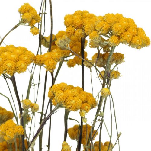 Floristik24 Gäng currybuske, gul torkad blomma, gyllene sol, italiensk helichrysum L58cm 45g