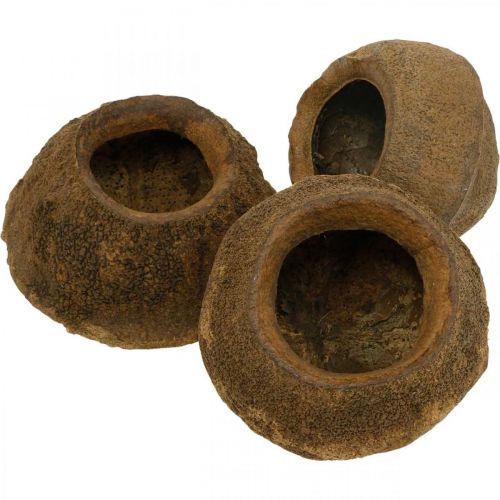 Floristik24 Paradise Nut Plant Kruka Naturlig Sapucaia Ø14cm H10cm 3 st