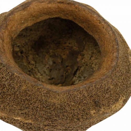 Floristik24 Paradise Nut Plant Kruka Naturlig Sapucaia Ø14cm H10cm 3 st