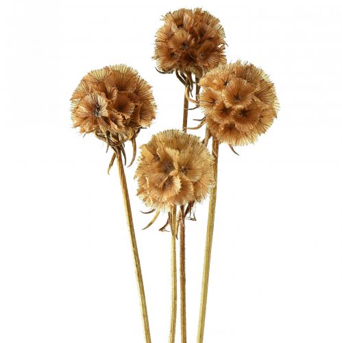 Artikel Scabiosa torkade naturliga scabiosa torkade blommor H50cm 100g