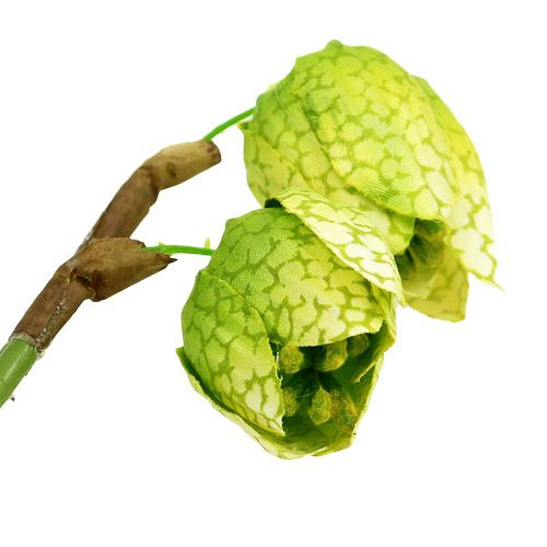 Floristik24 Schackblommagrön med rötter L30cm