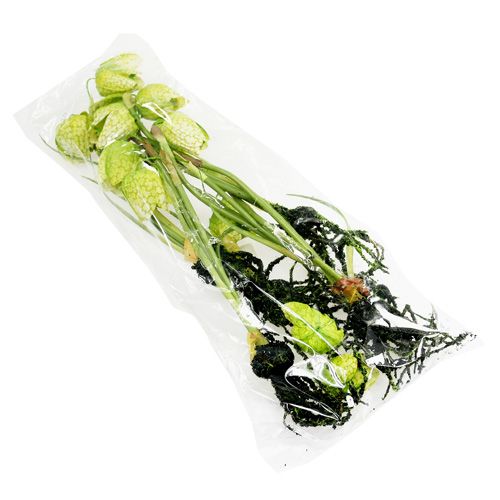 Floristik24 Schackblommagrön med rötter L30cm