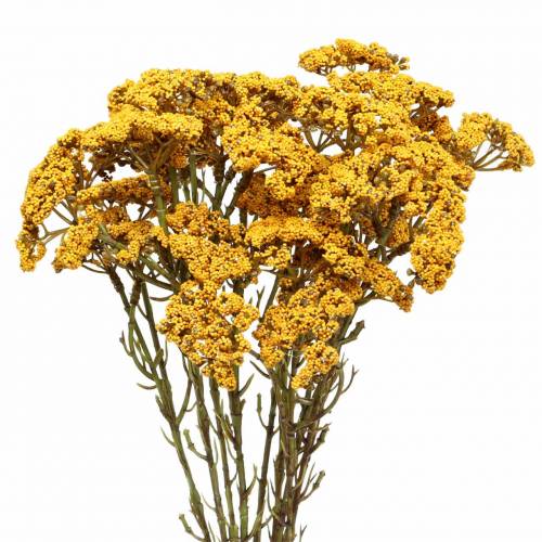 Floristik24 Yarrow konstgjord gul 74cm 3st