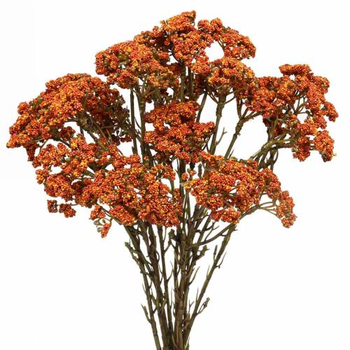 Floristik24 Yarrow konstgjord orange 74cm 3st