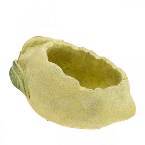 Floristik24 Medelhavsbetongskål, dekorativ citron, planter, planter L18.5cm