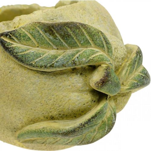 Floristik24 Medelhavsbetongskål, dekorativ citron, planter, planter L18.5cm