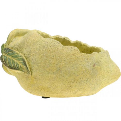 Floristik24 Medelhavsbetongskål, dekorativ citron, planter, planter L18.5cm