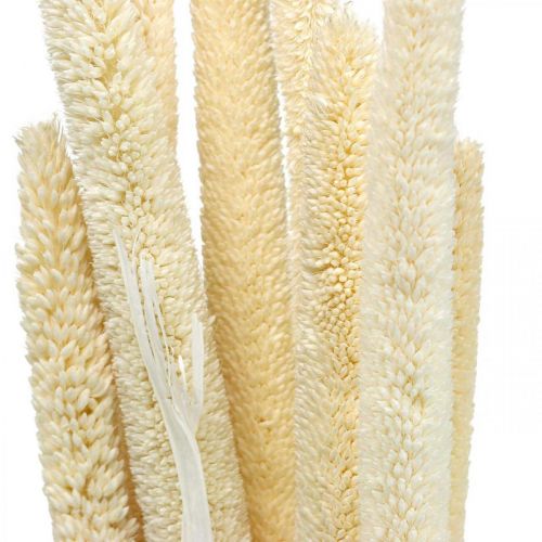 Floristik24 Vass deco rörgräs torkat blekt H60cm knippe