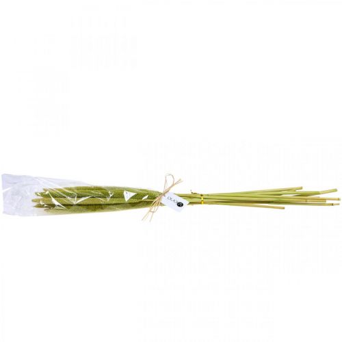 Floristik24 Reed cob deco rörgräs torkat grönt H60cm knippe