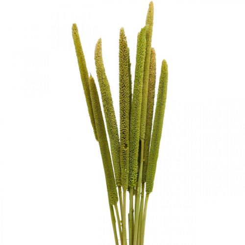 Reed cob deco rörgräs torkat grönt H60cm knippe