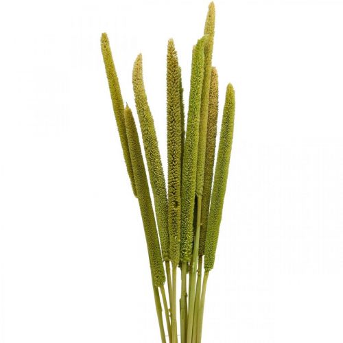 Floristik24 Reed cob deco rörgräs torkat grönt H60cm knippe