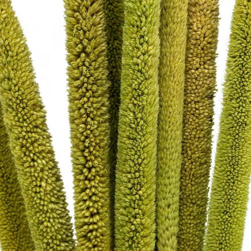 Floristik24 Reed cob deco rörgräs torkat grönt H60cm knippe