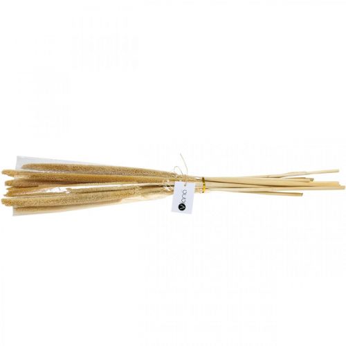 Floristik24 Reed cob deco rörgräs torkad naturlig H60cm knippe