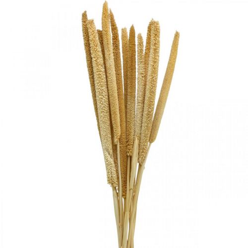 Reed cob deco rörgräs torkad naturlig H60cm knippe