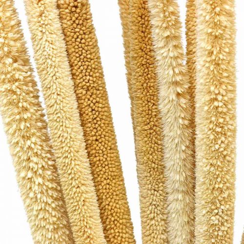 Floristik24 Reed cob deco rörgräs torkad naturlig H60cm knippe
