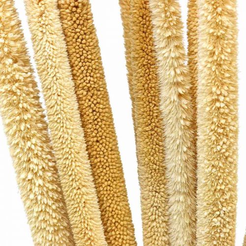 Artikel Reed cob deco rörgräs torkad naturlig H60cm knippe