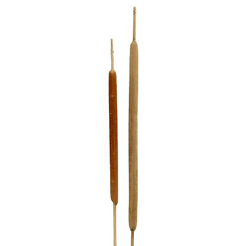 Vasslöksmix naturlig dekorativ vass 70cm 100 st