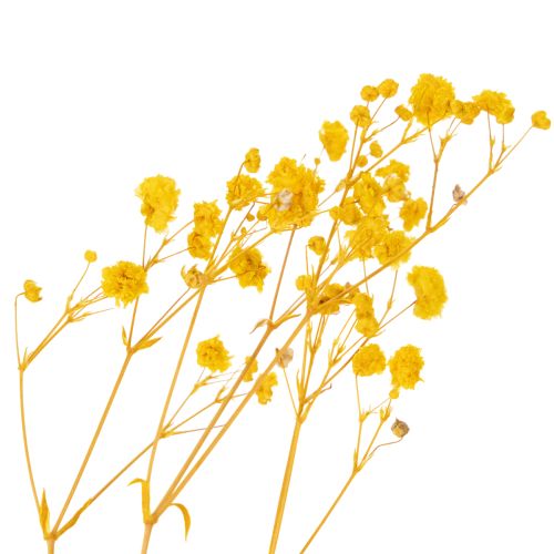 Artikel Torkad blombukett med baby's breath. Dekorativa blommande grenar lämpliga för säsongsbetonade bordsdekorationer. 70 cm