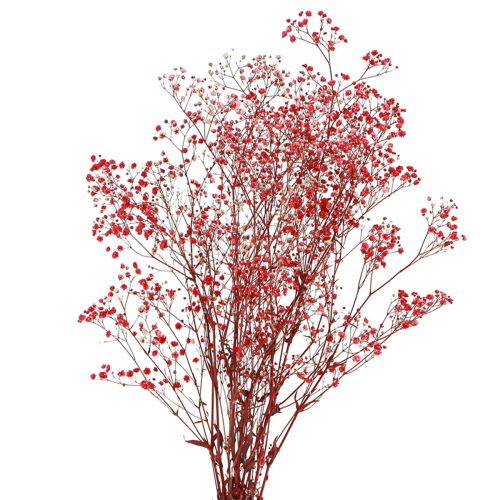 Floristik24 Gypsophila Gypsophila Torkade Blommor Röda 50cm 55g