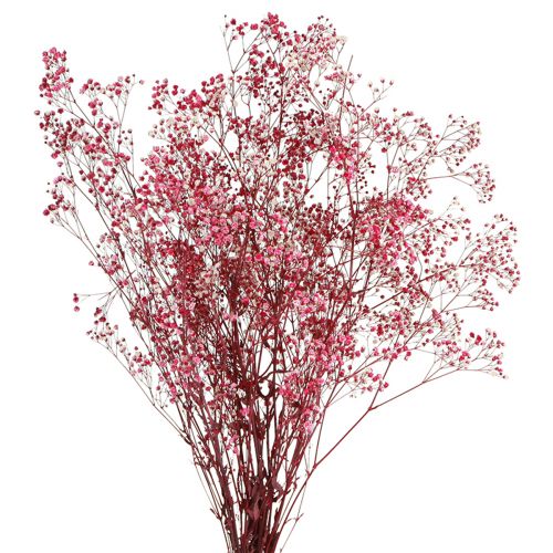 Floristik24 Gypsophila paniculate gipsört i bär L50cm 55g