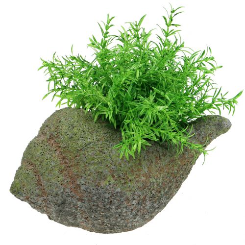 Floristik24 Mussel för plantering med mossa 25 cm