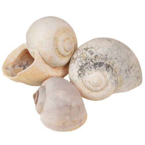 Floristik24 Snigeldekoration snigelskal naturligt land snigeltom 500g