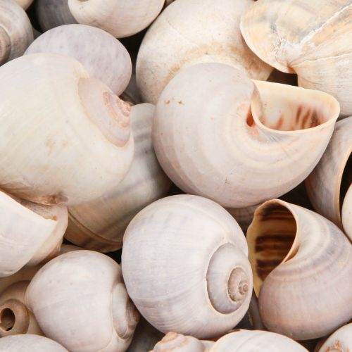 Floristik24 Snigeldekoration snigelskal naturligt land snigeltom 500g