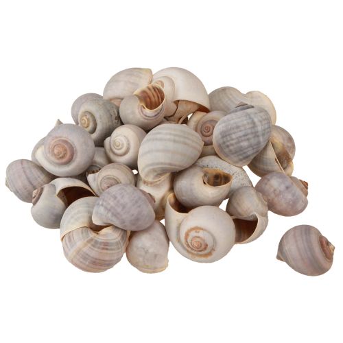 Floristik24 Snigeldekoration snigelskal naturligt land snigeltom 500g