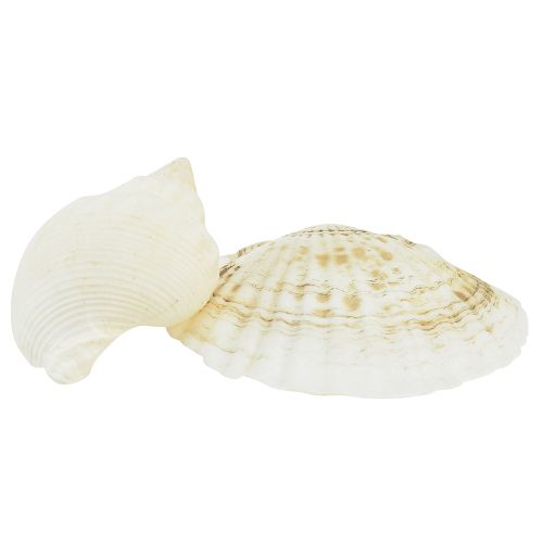 Artikel Snigelskaldekoration Naturvit Maritim Bordsdekoration 350g