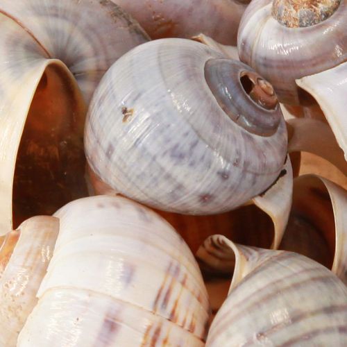 Artikel Snigelskal natur 1kg