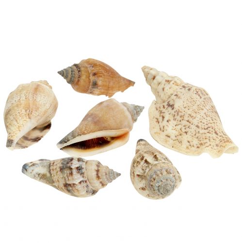 Floristik24 Snigelskal natur 815g