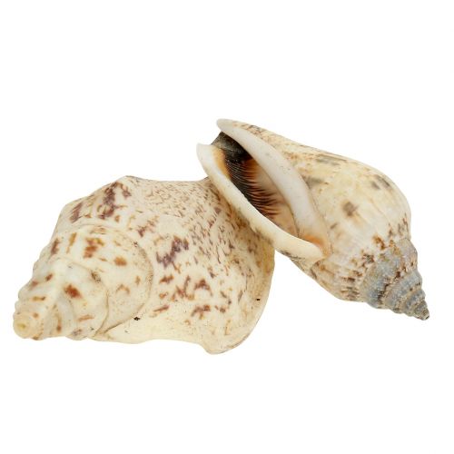 Floristik24 Snigelskal natur 815g
